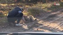 Dolny Śląsk. Skrajnie zaniedbane stworzenie błąkało się na skraju lasu. W końcu udało się je schwytać