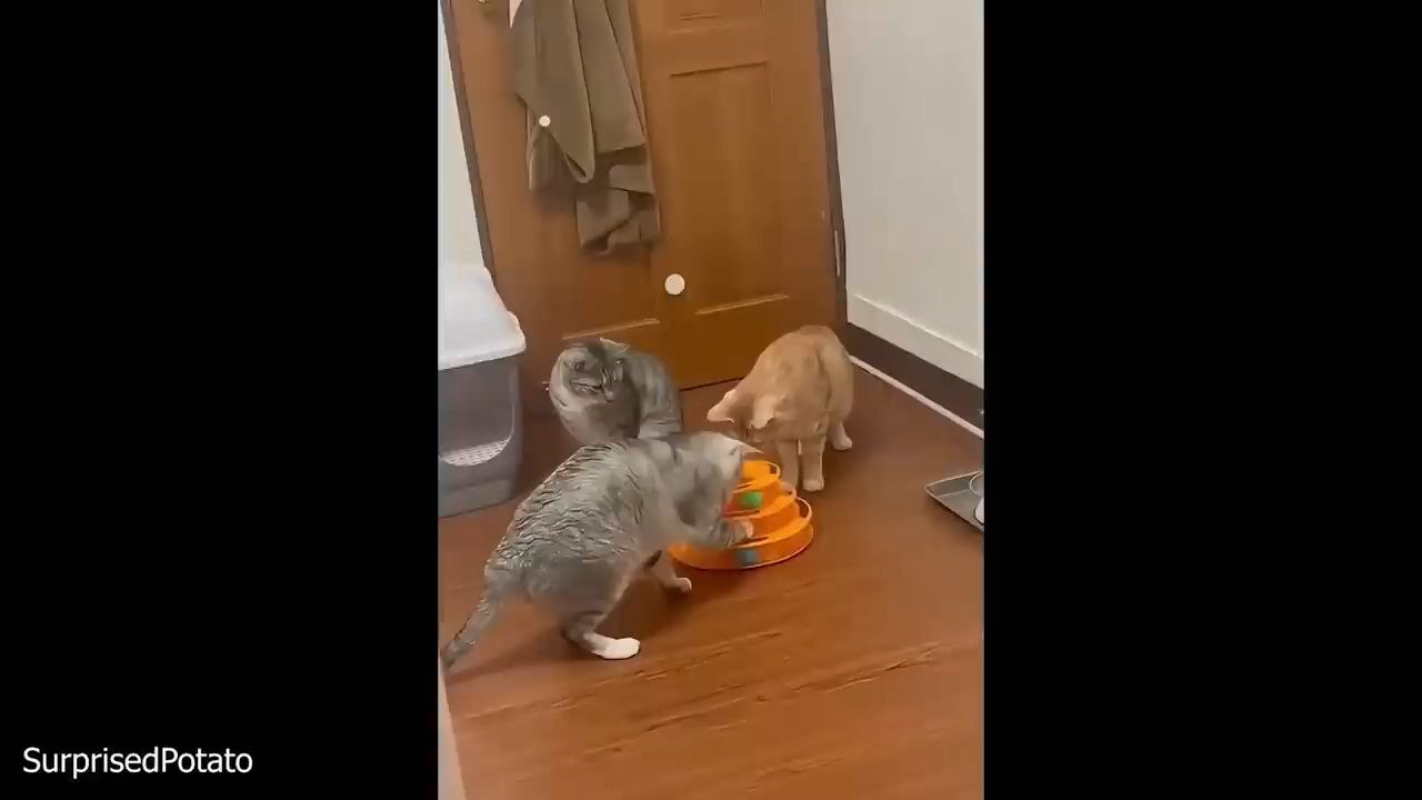 funny cute cat 🐈🐈🐈🐈😺😺🐈🐈😺😺