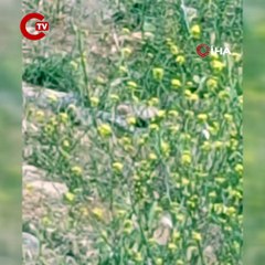 Çanakkale'de yılanların 'çiftleşme dansı' kamerada