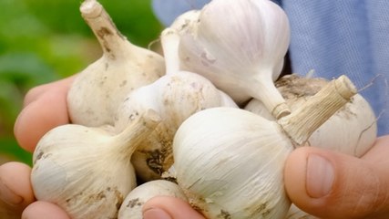Garlic को लंबे समय तक Fresh रखने का सही तरीका