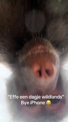 Macacos fazem vídeos com telemóvel perdido