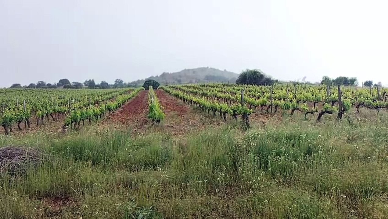 Pedrisco