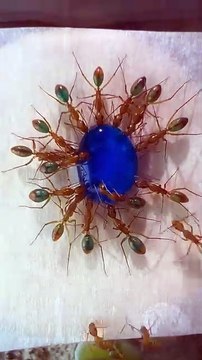 Des fourmis colorées