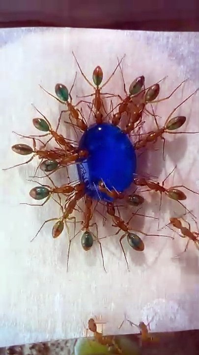 Des fourmis colorées