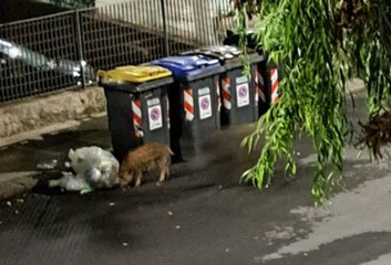 Sassari, incursione notturna di cinghiali in via Luna e Sole