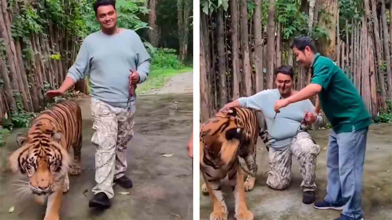 Tigerattack i Thailand blir viral – turist försökte ta bild med djuret