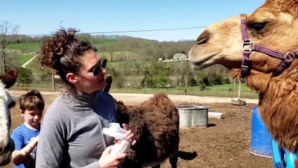 Funny Animal Attacks 2023 [Funny Pets]