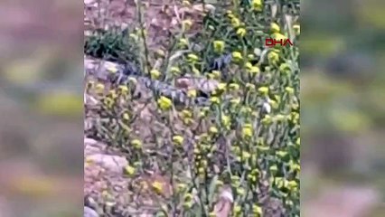 Yılanların çiftleşme dansı kameralara yansıdı