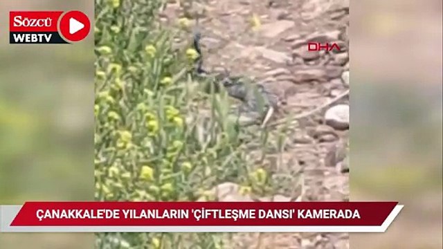 Çanakkale'de yılanların 'çiftleşme dansı' kamerada