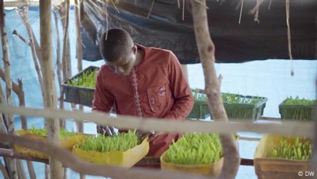 How hydroponic crops reduce herder-farmer conflict in Mali