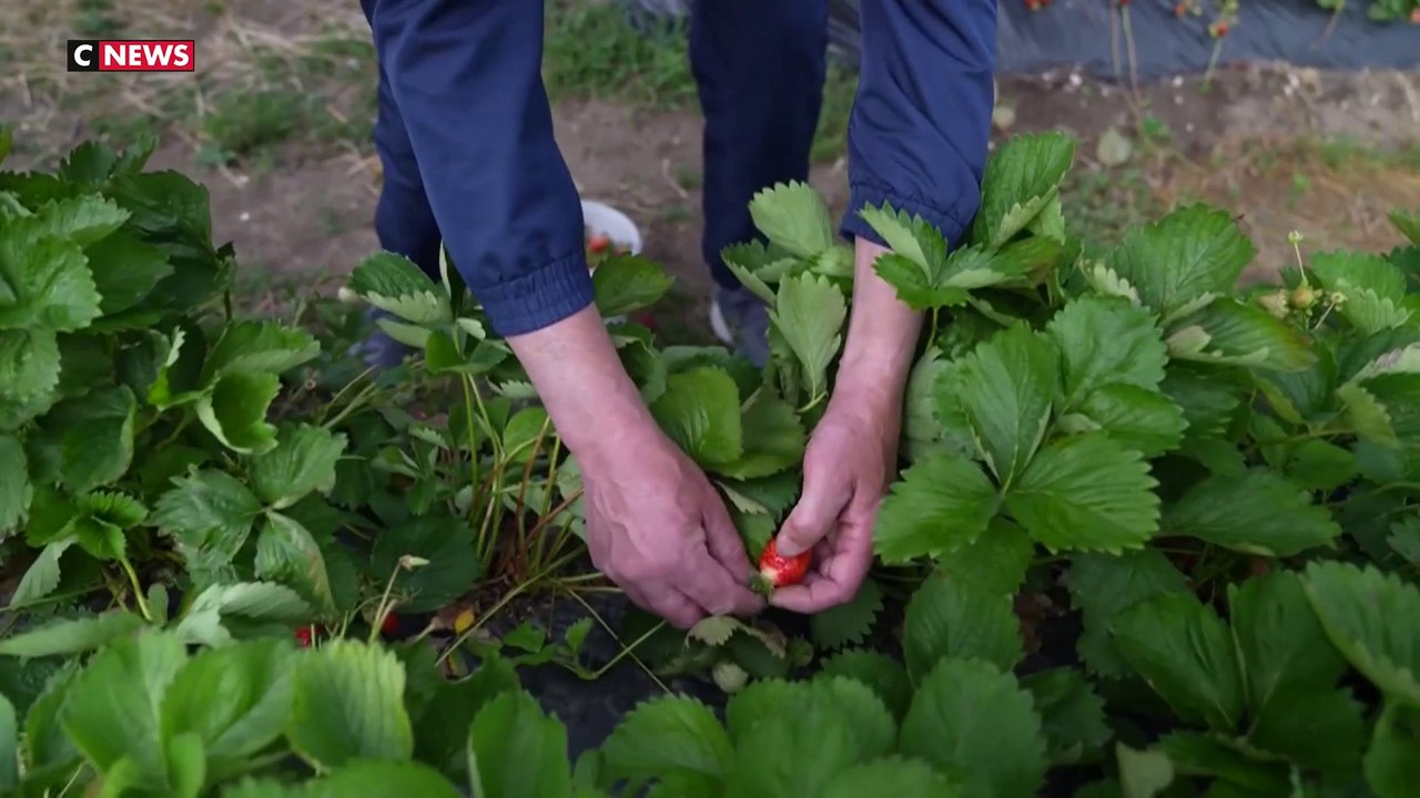 Cette ferme libre-cueillette propose des produits frais et locaux à petits prix