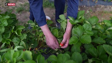 Cette ferme libre-cueillette propose des produits frais et locaux à petits prix