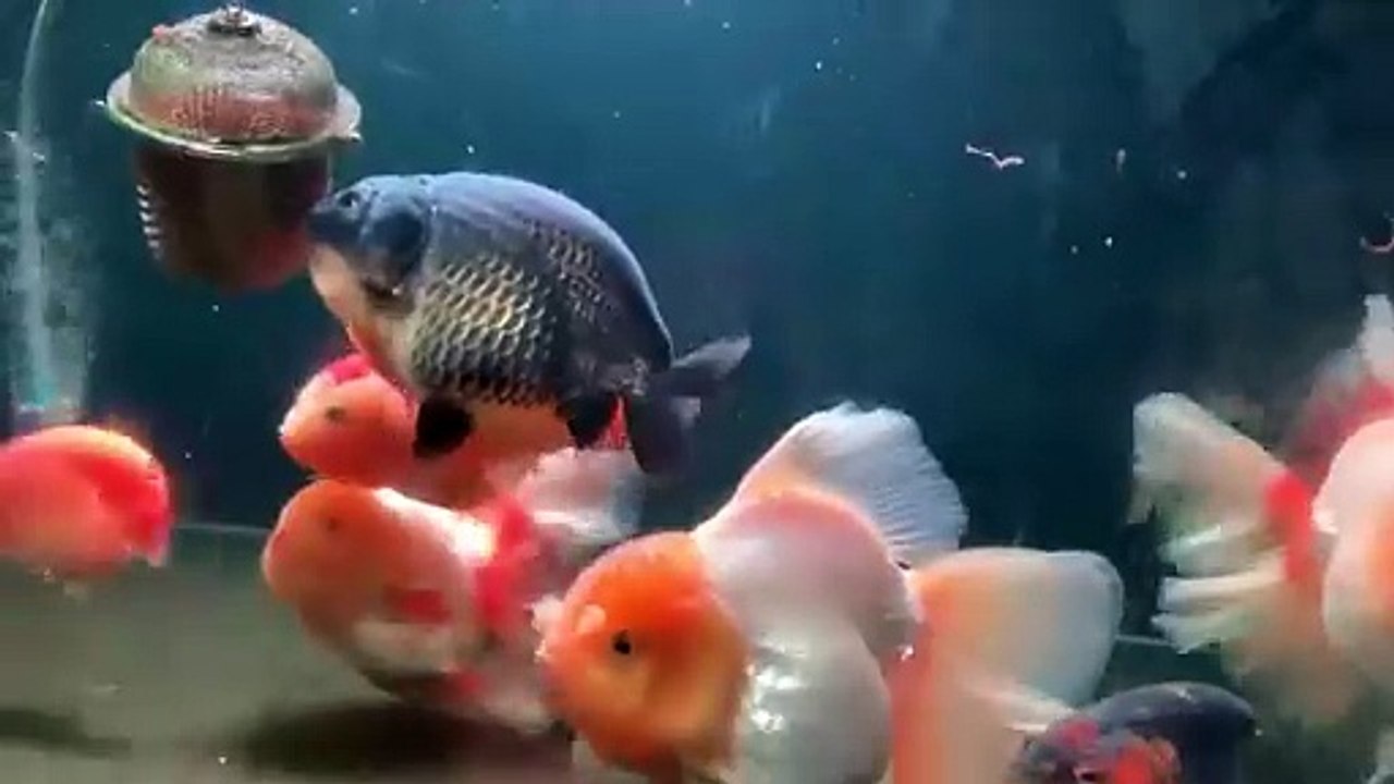 Ornamental fish