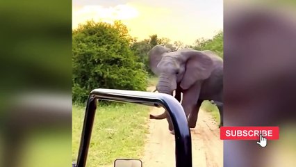 NOPE! Damn Nature You Are Scary 2022 [NEW VIDEO]   Funny Scary Animal Encounters 2022  [Funny Pets]