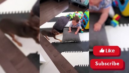 Pets That Will Make You Laugh In 15 Seconds 2023 [Funny Pets]