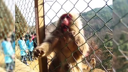 Monkeys Reaction to Magic 🤩- Funny Monkey Videos [Funny Pets]