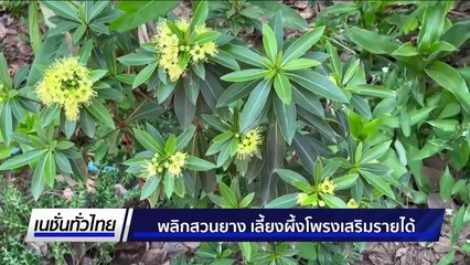 พลิกสวนยาง เลี้ยงผึ้งโพรงเสริมรายได้  | เนชั่นทั่วไทย |  3 มิ.ย. 68 | PART 2