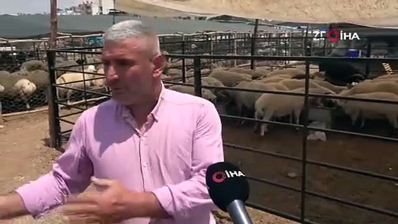 Görenler şaşıp kalıyor! Bu koçların fiyatı 25 bin TL