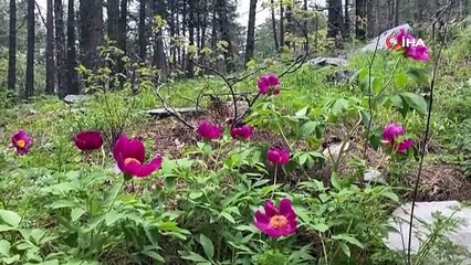 Kazdağları’nın Göz Bebeği: Bu Çiçeğe Dokunmanın Bedeli Çok Ağır!