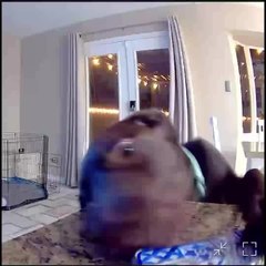 Puppy Drops Phone While Trying to Lift It from Table