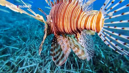 Su altında büyük zenginlik: Gece ve gündüz dalışlarıyla görüntülendi