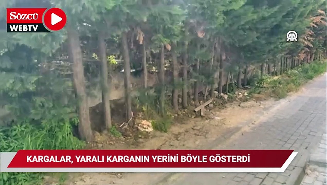 Alçaktan uçarak sesler çıkaran çok sayıda karga yaralı arkadaşlarının yerini gösterdi