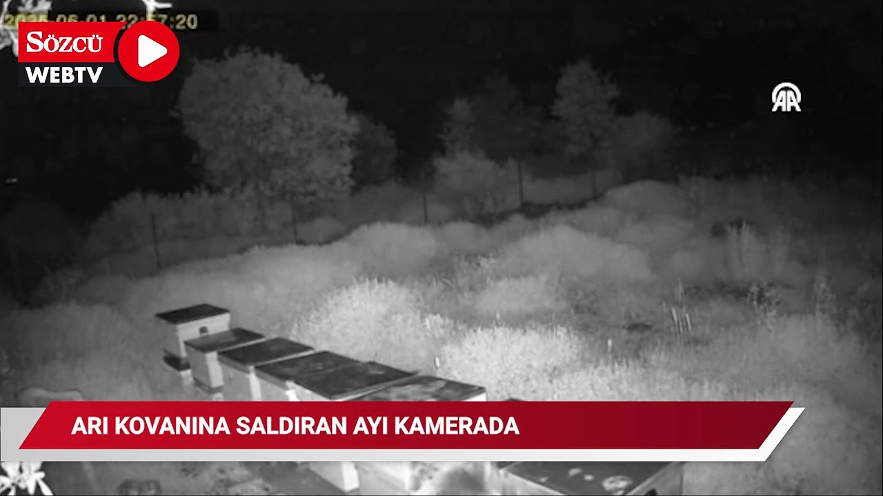 Antalya'da arı kovanına saldıran ayı güvenlik kamerasınca görüntülendi