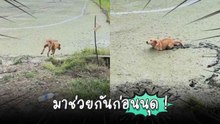 โกลเด้นวิ่งหาเจ้านายด้วยความรัก แต่จบพีคหล่นตุ้บในนาขี้โคลน !