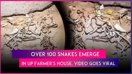 UP: Over 100 Snakes Emerge From Courtyard Of Farmer’s House, Villagers Go On Killing Spree