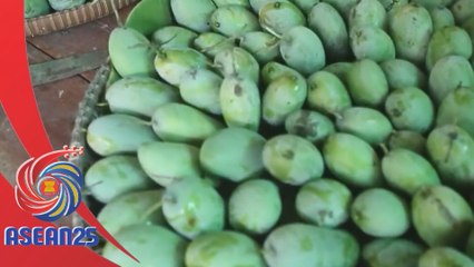 Laos hantar eksport pertama mangga ke China