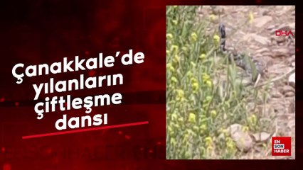 Çanakkale'de yılanların çiftleşme dansı