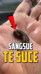 SI UNE SANGSUE TE SUCE LE SANG ?!