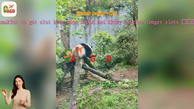 AGD Review Chengdu Giant Panda Breeding Research Base Ticket