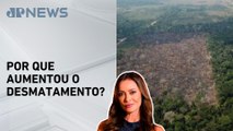 Amazônia volta registrar alta no desmatamento, segundo a Imazon; Patrícia Costa analisa