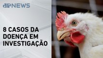 Brasil ainda investiga casos suspeitos de gripe aviária