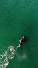 Baleias são flagradas em praias do Norte de SC e saltos chocam moradores: “É lindo, mas dá medo”