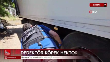 Şırnak’ta narkotik köpeği Hektor 30 kilo metamfetamin buldu