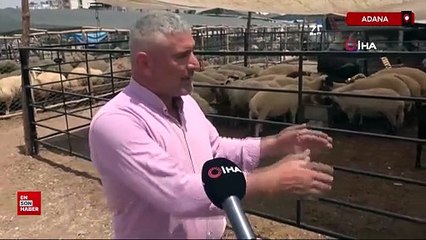 Adana'da 4 boynuzlu koçlar kurban pazarlarının gözdesi