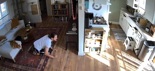 Cat Chases Bird That Flies Into House