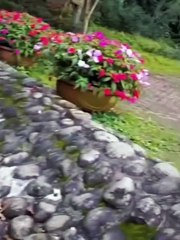 Cat Catches Fish!"