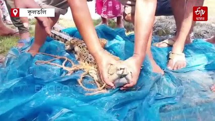 এলাকায় টহল দিচ্ছে সাড়ে 5 ফুটের কুমির, কুলতলিতে আতঙ্ক !