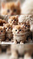 The purpose of 5 baby cats #cat #kitten #lipsync #cute #catlovers