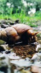SNAIL RELAXING ON THE WATER - BEKICOT SANTAI DIATAS AIR