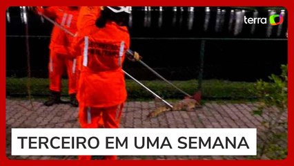 Jacaré é flagrado em rua de Feira de Santana (BA)