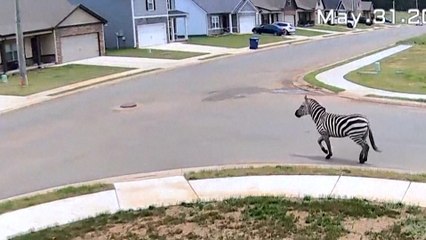 Una cebra campa a sus anchas ante el asombro de los vecinos
