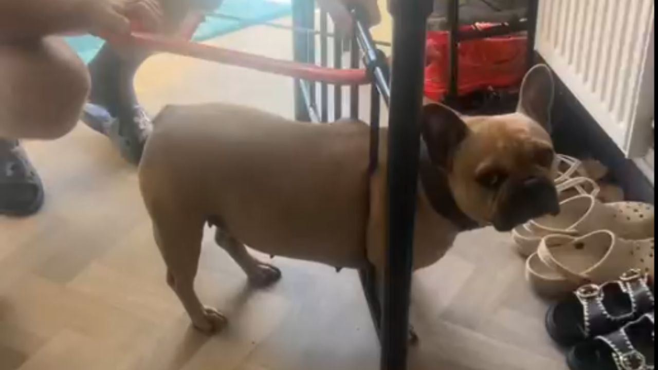 Cute French Bulldog misjudges bed frame gaps and gets trapped between metal bars