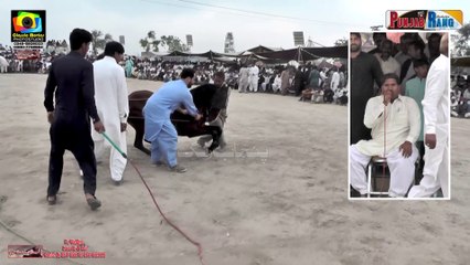Horse Dance l Sada Bahar l 3 April 2025 Sheikhu Sharif Okara l Ghulam Farid Bhatti Nankana