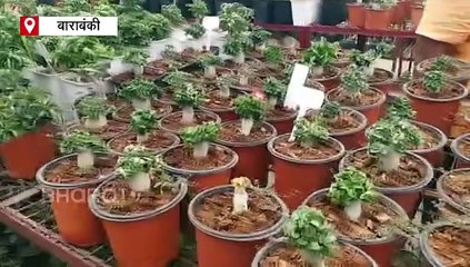 Watch Video; बाराबंकी के इस शिक्षक ने 10 हजार पौधों से घर को किया हरा-भरा, जुनून ऐसा कि अपने घर को ही बना डाला पॉलीहाउस
