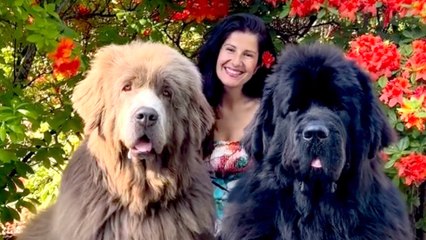 These Two Giant Newfoundlands Are Going Viral in Their Hometown