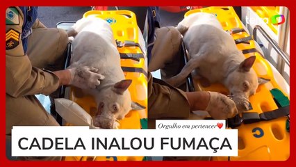 Bombeiros usam oxigênio para salvar cachorra resgatada de incêndio no Paraná